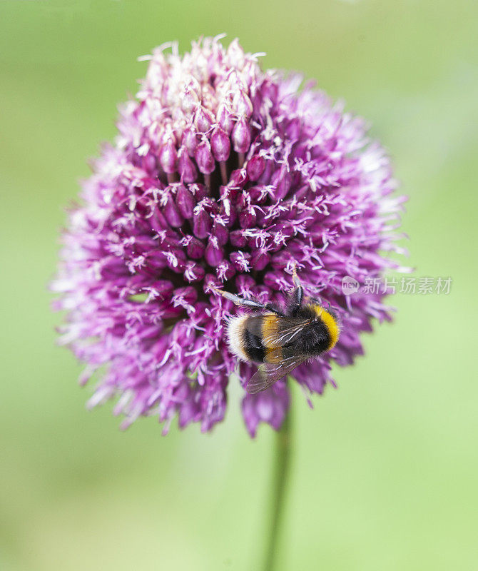 一只黄尾大黄蜂(Bombus terrestris)，在一种Allium Sphaerocephalon (Drumstick Allium)中进食